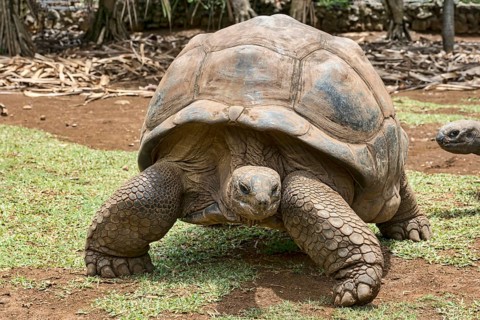Aldabra giant tortoise (Aldabrachelys gigantea)