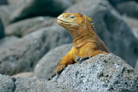 Galapagos land iguana (Conolophus subcristatus)