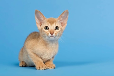 Abyssinian kitten