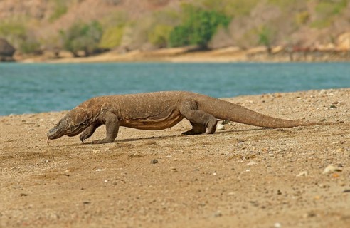 Komodo Dragon (Varanus komodoensis)