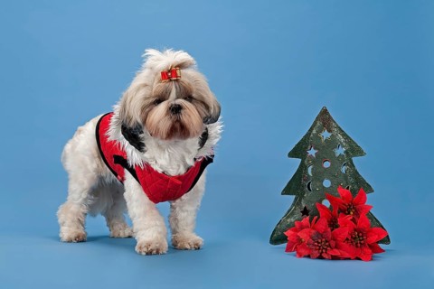 Shih-Tzu dog (Canis lupus familiaris)
