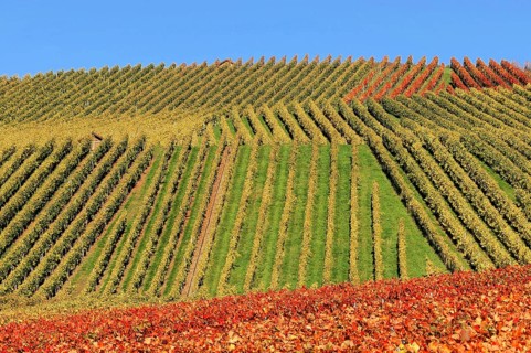 Vineyard in autumn