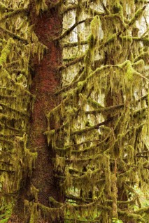 Hoh Rainforest