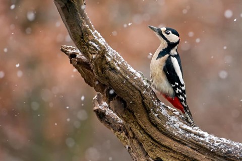 Great Spotted Woodpecker (Dendrocopos major)