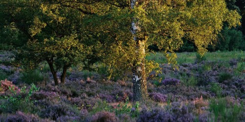 Birch with flowering heather in the evening light