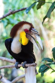 Wreathed Hornbill or Bar-pouched Wreathed Hornbill (Rhyticeros undulatus)