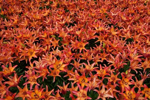 Flowerbed with flowering Orange Lilies or Fire Lilies (Scadoxus multiflorus)