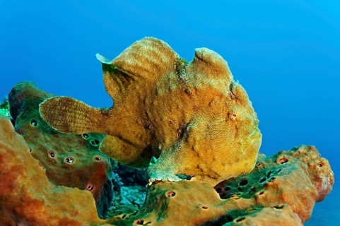 Giant frogfish (Antennarius commersonii) sitting on the coral reef sponge