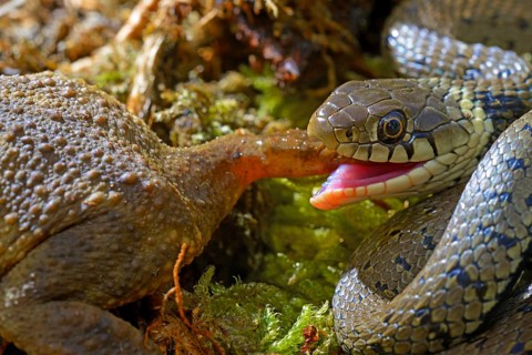 Barred grass snake (Natrix helvetica)