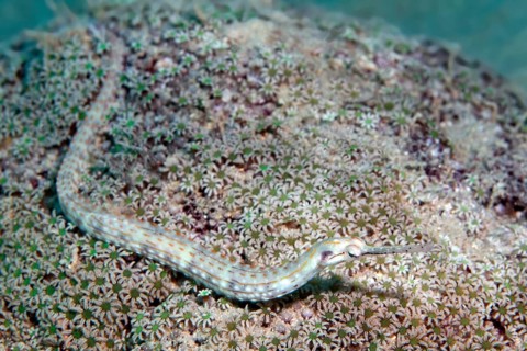 Black-breasted pipefish (Corythoichthys nigripectus)