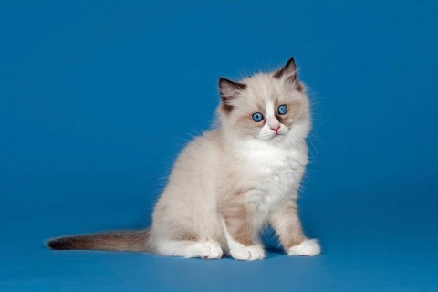Ragdoll cat
