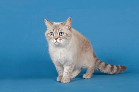 Selkirk Rex cat