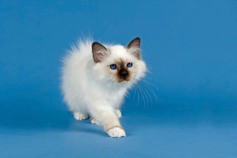 Birman Cat