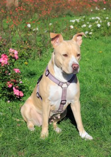 American Pit Bull Terrier