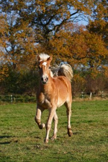 Haflinger horse