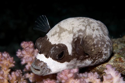 Masked puffer (Arothron diadematus)