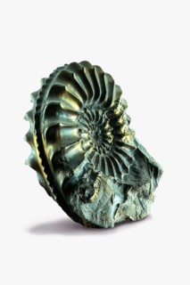 Pyritised ammonite