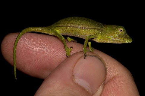 Marojejy Chameleon (Calumma marojezense)