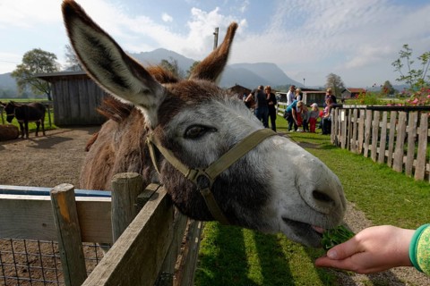 Donkey in Burgberger Tierparadies zoo
