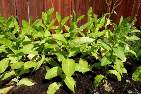 Tobacco plants