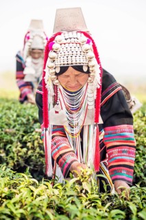 Akha hill tribe woman picking tea
