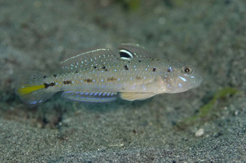 Spinecheek Goby (Oplopomus oplopomus)