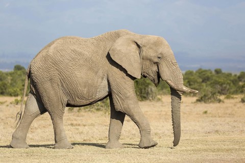 African Elephant (Loxodonta africana) adult