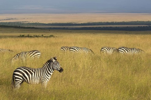 Grant's Zebras (Equus quagga boehmi)