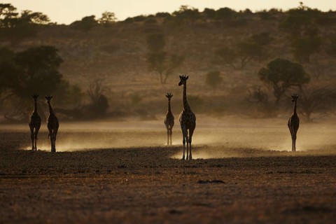 Cape Giraffes (Giraffa camelopardalis giraffa) herd
