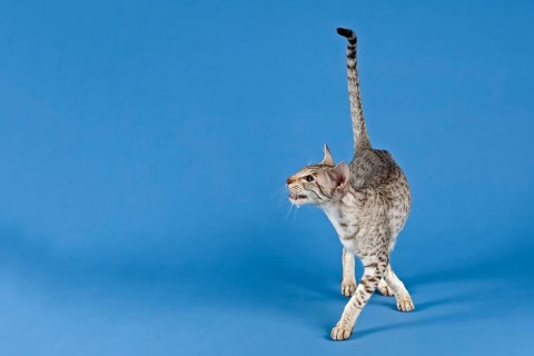 Pedigree cat