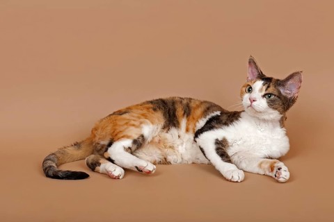 Devon Rex