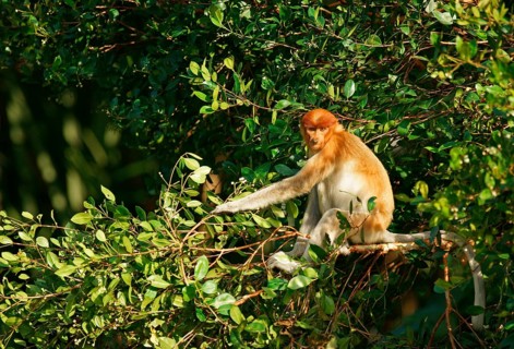 Proboscis Monkey (Nasalis larvatus)