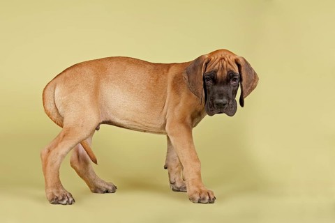 Great Dane