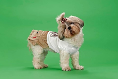 Shih-Tzu dog