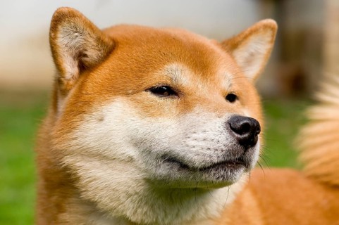 Shiba Inu