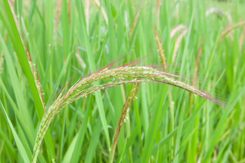 Red rice plants from Jatiluwih