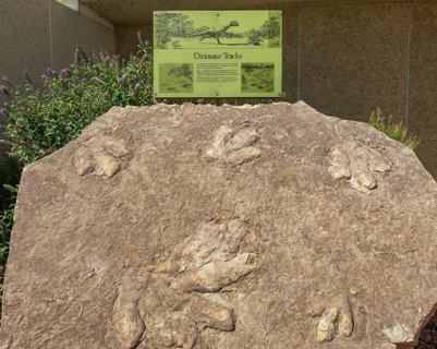 Fossilized dinosaur tracks in front of the Carl Hayden Visitor Center