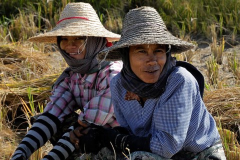 Two women in rice field