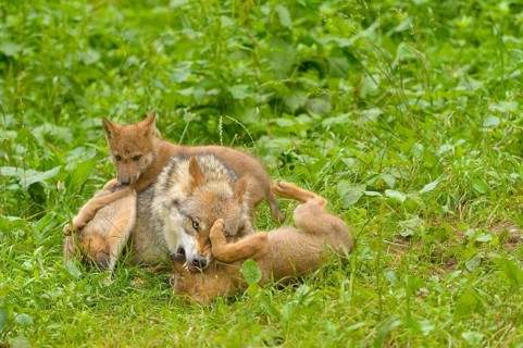 Eurasian Wolf (Canis lupus lupus)