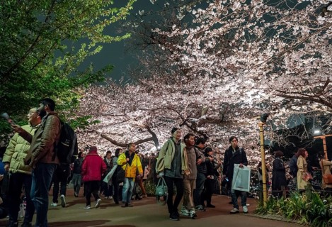Tourists and Japanese under blossoming cherry foams at night