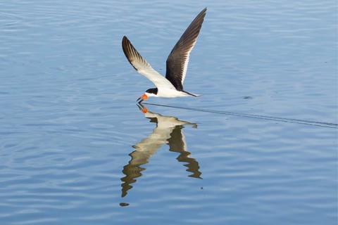 Black Skimmer (Rynchops niger)