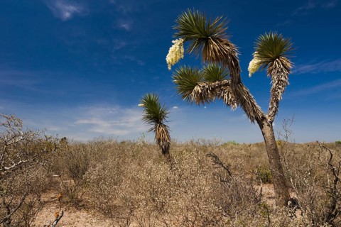 Bioconvex Denticulate Leaf-Yucca (Yucca queretaroensis)