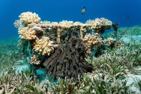 Shoal of Striped eel catfish (Plotosus lineatus)