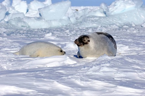 Harp Seal or Saddleback Seal (Pagophilus groenlandicus