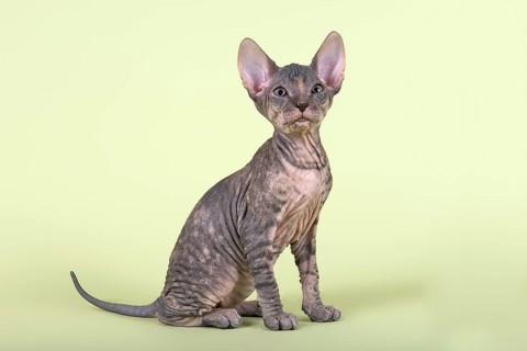 Donskoy cat or Don Sphynx
