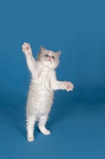 Ragdoll cat
