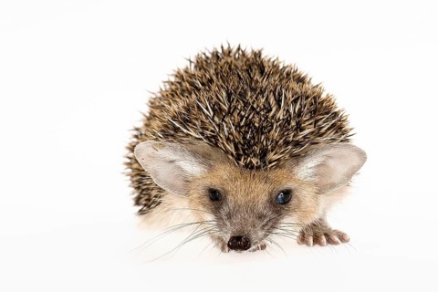 Egyptian Long-eared Hedgehog (Hemiechinus auritus aegypticus)