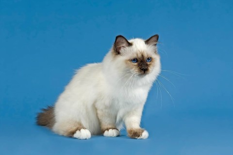 Birman Cat
