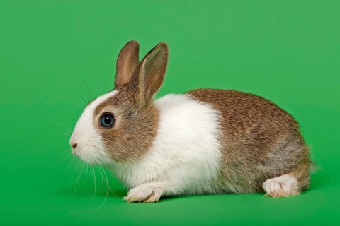 Dutch rabbit