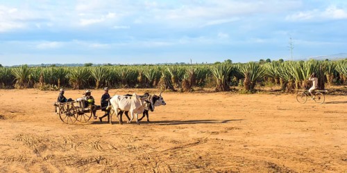 Ox cart in front of a Sisal plantation (Agave sisalana)
